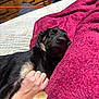 dog, sleeping, hand, blanket, bed, cozy, indoor, furniture, wooden_drawer, comfort, rest, pet, animal, snuggling, relaxation, black_dog, tan_dog, soft_texture, human_hand, warmth