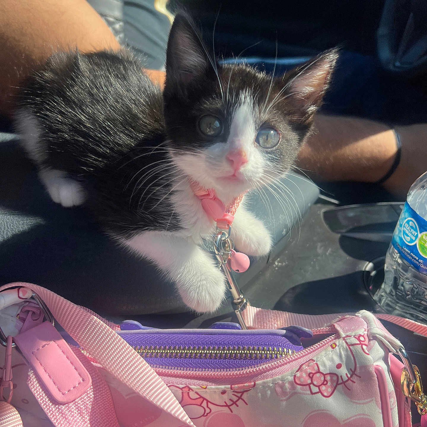Strawberry joined the competition — help win amazing prizes! animal, bag, black_and_white, car_interior, cat, closeup, cute, domestic_animal, feline, hello_kitty, indoor, kitten, leash, pet, pink_collar, purple_zipper, seat, small, sunlight, water_bottle