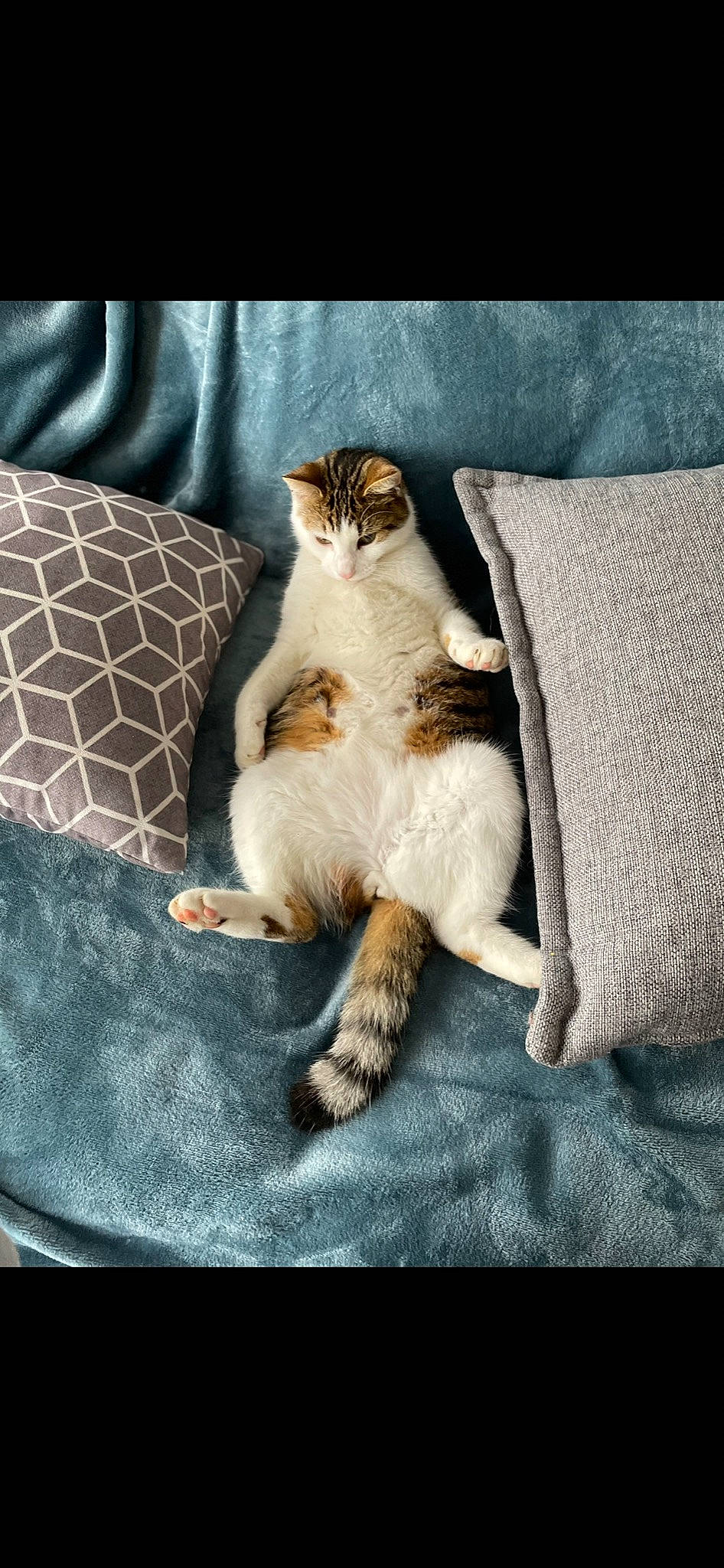 Rix participe au concours pour gagner de l'argent avec cette photo : bedding, carnivore, cat, comfort, companion_dog, domestic_short_haired_cat, fawn, felidae, fur, grey, human_leg, linens, paw, pillow, rectangle, sitting, small_to_medium_sized_cats, tail, textile, whiskers
