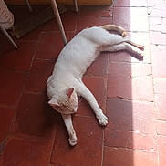 Plouf participe au concours pour gagner de l'argent avec cette photo : animal, cat, chair_legs, domestic_cat, floor, fur, indoor, paw, pet, quiet, relaxing, resting, shadow, stretching, sunlight, tail, tile_floor, whiskers, white_cat, yellow_wall