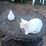 Plouf a rejoint le concours — aidez-le/la à gagner de superbes lots ! animal, bench, cat, concrete_ground, daylight, feline, green, nature, outdoor, pet, plastic_chair, quiet, rustic, serene, sitting, still_life, vase, white_cat, wood, wooden_table