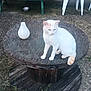 Plouf participe au concours pour gagner de l'argent avec cette photo : animal, bench, cat, concrete_ground, daylight, feline, garden, greenery, nature, outdoor, pet, plastic_chair, quiet, relaxation, rustic, sitting, solitude, vase, white_cat, wooden_table