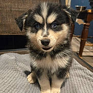 Blue joined the competition — help win amazing prizes! puppy, dog, canine, fluffy, black_and_white, sitting, portrait, pet, animal, cute, adorable, blue_eyes, face, paws, fur, blanket, indoor, home, chair, table