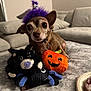 dog, party_hat, plush_toy, pumpkin, spider, brown_dog, small_dog, cute, indoor, blanket, sofa, cozy, holiday, halloween, decor, pet, animal, toy, celebration, fun
