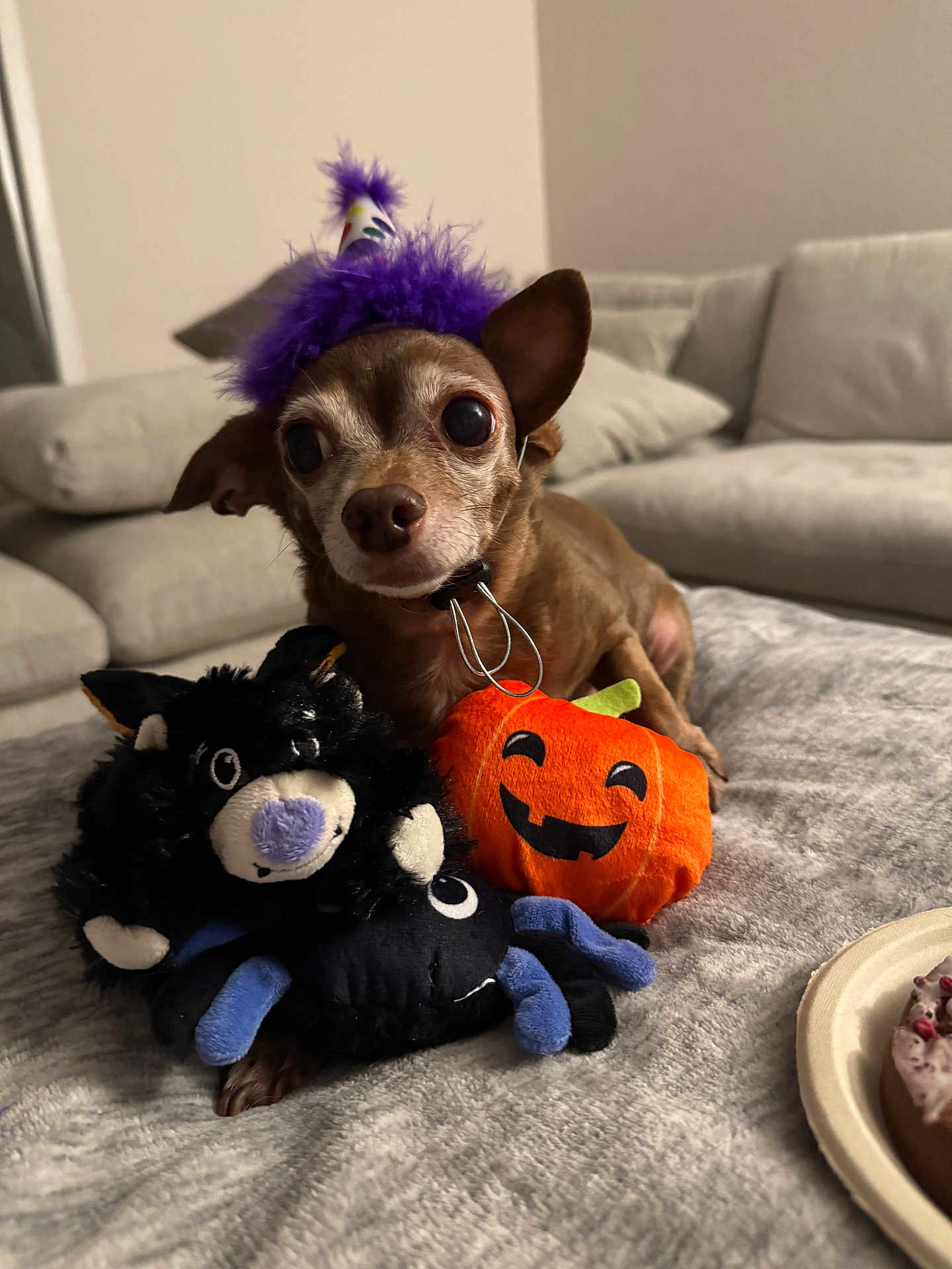Yoda is registered to the contest to win money with this photo: dog, party_hat, plush_toy, pumpkin, spider, brown_dog, small_dog, cute, indoor, blanket, sofa, cozy, holiday, halloween, decor, pet, animal, toy, celebration, fun