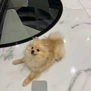 Angie participe au concours pour gagner de l'argent avec cette photo : dog, pomeranian, small_dog, fluffy, pet, indoor, marble_floor, glass_table, shadow, light_brown, floor, modern, cute, animal, companion, lying_down, domestic_animal, house, reflection, table