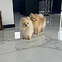 dog, pomeranian, indoor, kitchen, marble_floor, modern_interior, window, natural_light, fur, pet, animal, two_dogs, curious, floor_reflection, cabinet, bar_stool, home, cute, small_dog, companion
