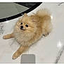 dog, pomeranian, fluffy, small_dog, pet, animal, indoor, marble_floor, curious, lying_down, cute, furry, domestic_animal, companion, canine, white_floor, reflection, alert, portrait, friendly