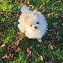 dog, puppy, pomeranian, fluffy, grass, autumn_leaves, outdoor, small_dog, cute, pet, animal, nature, sunlight, greenery, fall, adorable, fur, canine, playful, young