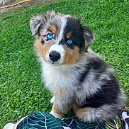 Maya a rejoint le concours — aidez-le/la à gagner de superbes lots ! accessories, animal, ball, canine, cockerspaniel, collie, dog, football, grass, husky, lawn, papillon, pet, plant, puppy, soccer, soccerball, sport, strap, terrier