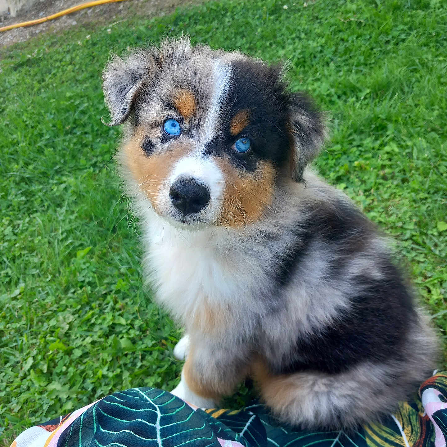 Maya a rejoint le concours — aidez-le/la à gagner de superbes lots ! accessories, animal, ball, canine, cockerspaniel, collie, dog, football, grass, husky, lawn, papillon, pet, plant, puppy, soccer, soccerball, sport, strap, terrier