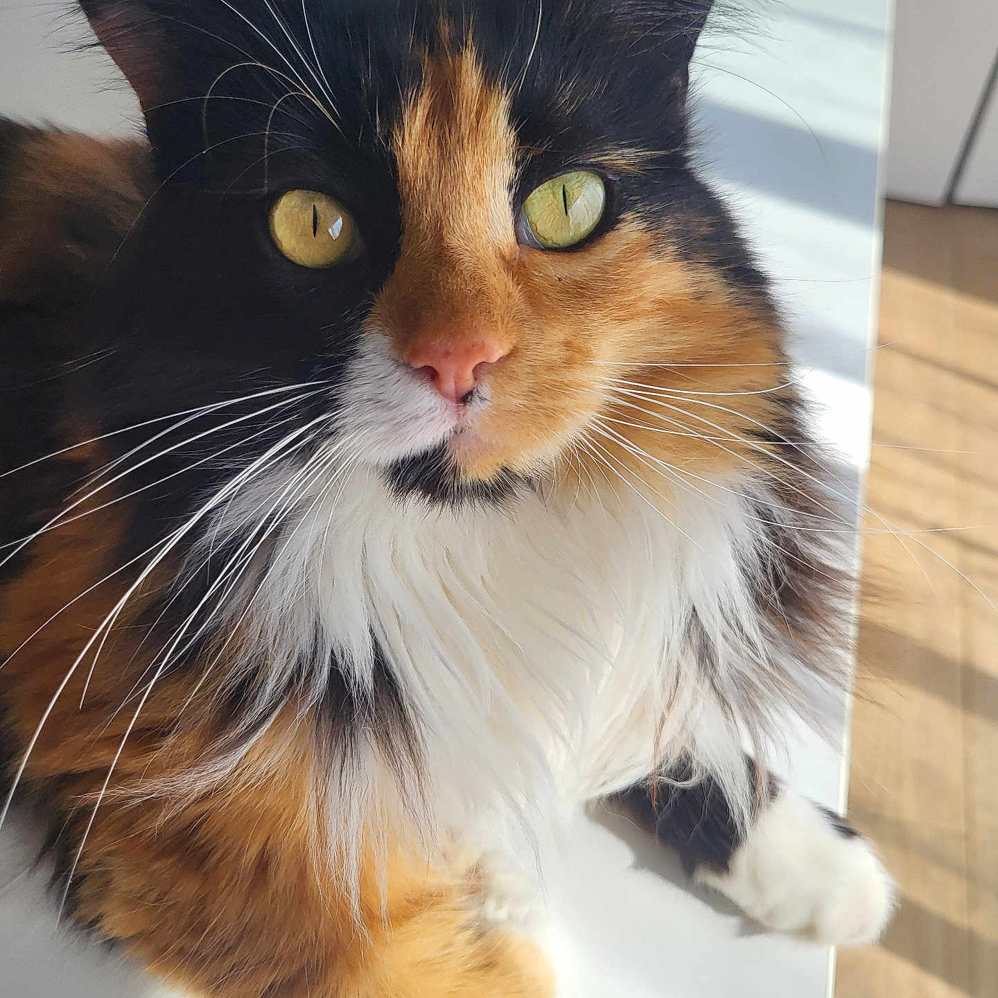 Princesse a rejoint le concours — aidez-le/la à gagner de superbes lots ! animal, calico, cat, closeup, cute, domestic_cat, feline, fluffy, fur, indoor, mammal, paw, pet, portrait, relaxed, sunlight, table, whiskers, yellow_eyes