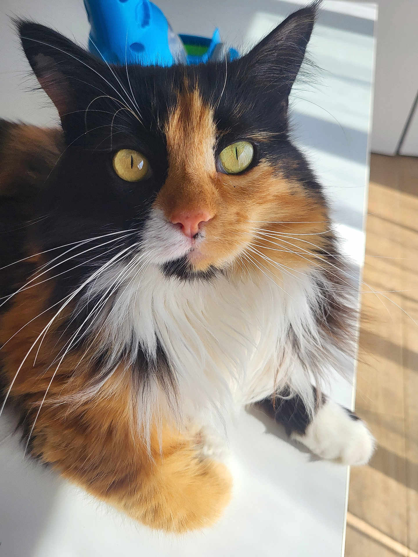 Princesse