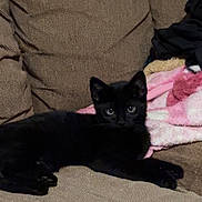 Shadow is registered to the contest to win money with this photo: black_cat, kitten, couch, brown_couch, blanket, pink_blanket, indoor, pet, animal, feline, resting, lying_down, cozy, curious, fur, whiskers, ears, paw, home, relaxed