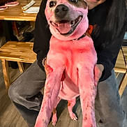 Bailey joined the competition — help win amazing prizes! dog, person, smiling, indoor, wooden_furniture, table, bench, flower_vase, pink_color, happy, pet, casual_clothing, floor, holding, face, long_hair, joyful, animal, companionship, cute