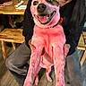 dog, person, smiling, indoor, wooden_furniture, table, bench, flower_vase, pink_color, happy, pet, casual_clothing, floor, holding, face, long_hair, joyful, animal, companionship, cute