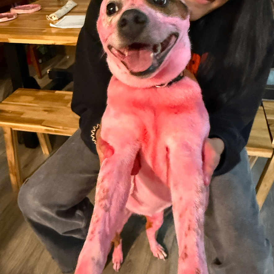 Bailey joined the competition — help win amazing prizes! dog, person, smiling, indoor, wooden_furniture, table, bench, flower_vase, pink_color, happy, pet, casual_clothing, floor, holding, face, long_hair, joyful, animal, companionship, cute