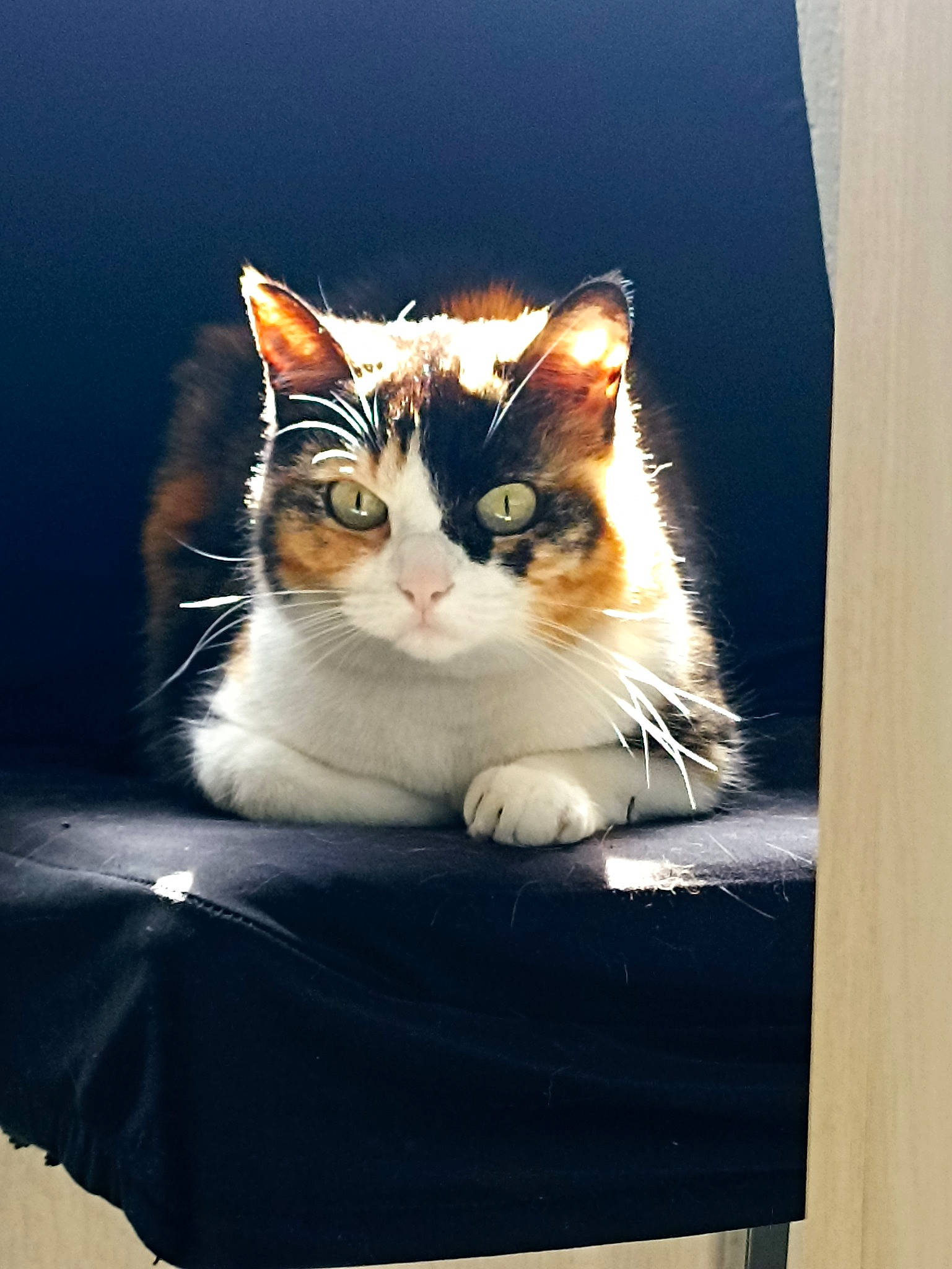 Pixelle participe au concours pour gagner de l'argent avec cette photo : box, cardboard, carnivore, cat, cat_supply, comfort, domestic_short_haired_cat, felidae, fur, packaging_and_labeling, paw, plant, rectangle, sky, small_to_medium_sized_cats, snout, tail, tree, whiskers, window