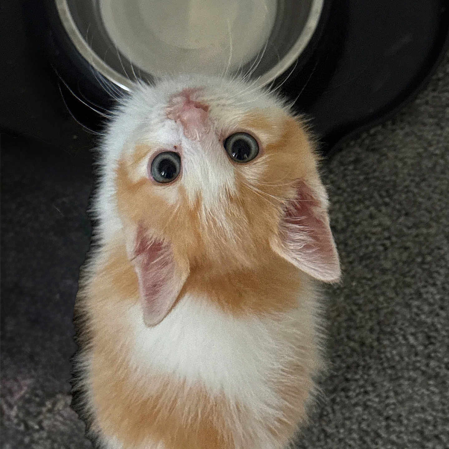 Churo joined the competition — help win amazing prizes! animal, carpet, cat, curious, cute, domestic_cat, ears, feline, fluffy, food_bowl, fur, indoor, kitten, looking_up, orange_and_white, pet, small, whiskers, wide_eyes, young
