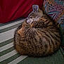 cat, tabby, sleeping, curled_up, striped_cushion, red_blanket, patterned_pillow, indoor, pet, feline, cozy, resting, fur, whiskers, animal, cute, domestic, relaxation, soft, nap