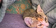 Chaussette a rejoint le concours — aidez-le/la à gagner de superbes lots ! kitten, cat, towel, blanket, soft, cozy, indoor, pet, fur, animal, resting, small, cute, young, comfort, closeup, curious, ears, face, home