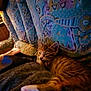 Chaussette participe au concours pour gagner de l'argent avec cette photo : cat, kitten, sleeping, couch, patterned_fabric, tabby, indoor, resting, cozy, feline, paw, fur, comfort, relaxation, home, animal, pet, soft_light, texture, blanket