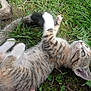 Chaussette a rejoint le concours — aidez-le/la à gagner de superbes lots ! kitten, cat, grass, outdoor, pet, animal, feline, young, tabby, stretching, paw, nature, green, cute, fur, whiskers, playful, lying_down, adorable, small