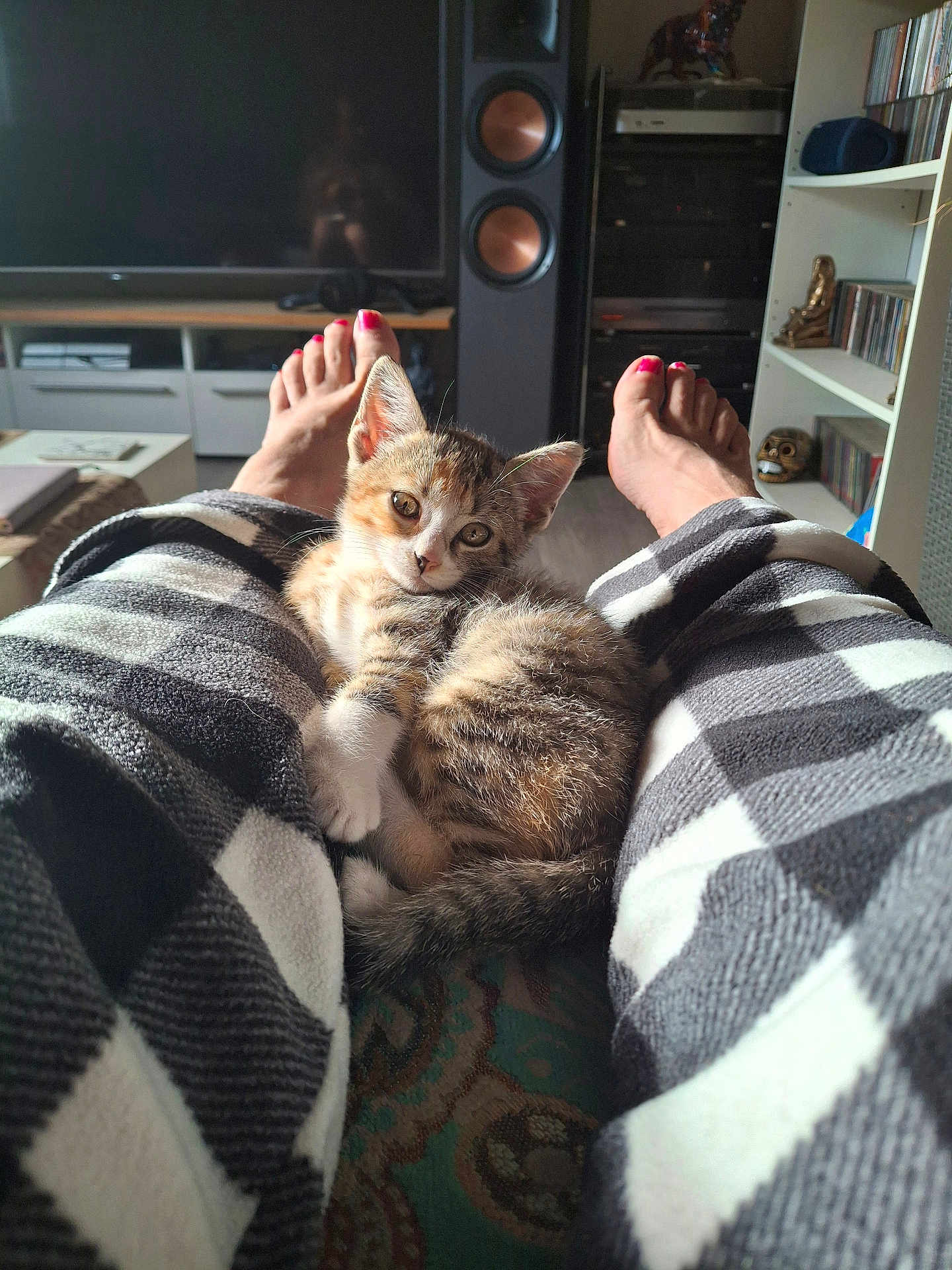 Chaussette a rejoint le concours — aidez-le/la à gagner de superbes lots ! kitten, cat, legs, pajamas, plaid, feet, toes, pink_nail_polish, living_room, television, speaker, shelf, cds, decor, carpet, indoor, pet, feline, cozy, relaxing