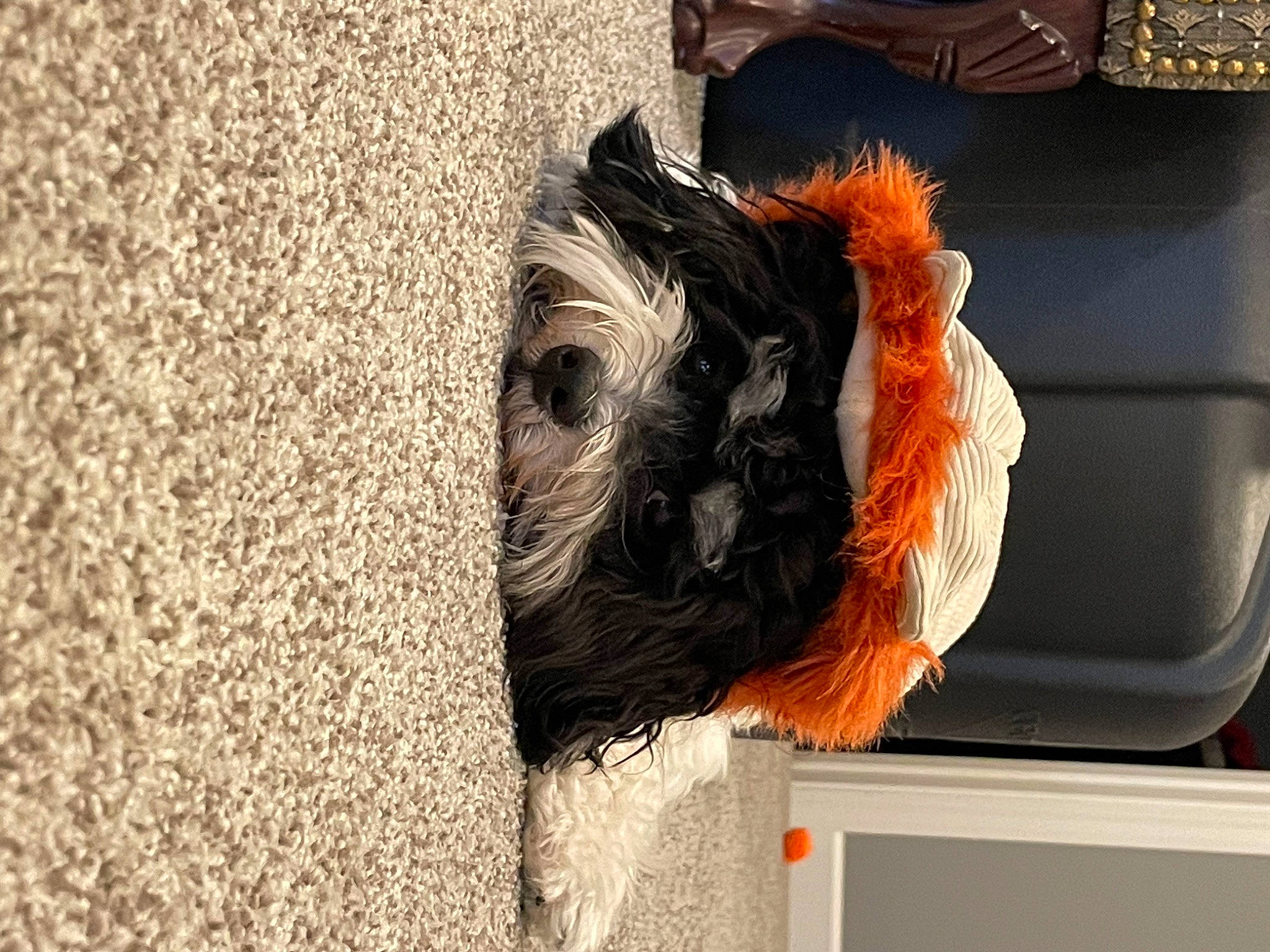 Rio is registered to the contest to win money with this photo: canidae, carnivore, companion_dog, costume, dog, dog_breed, dog_supply, fawn, feather, fictional_character, flooring, fur, personal_protective_equipment, pet_supply, small_terrier, snout, sporting_group, tail, toy_dog, working_animal