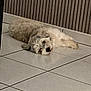 dog, lying_down, floor, tile, indoor, resting, pet, fur, relaxed, cozy, wall, striped_wall, animal, canine, sleepy, quiet, home, companion, cute, paw