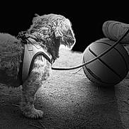 Romeo a rejoint le concours — aidez-le/la à gagner de superbes lots ! dog, harness, leash, basketball, shoe, sneaker, dirt, outdoor, black_and_white, pet, animal, curious, standing, fur, side_view, playful, ground, shadow, contrast, texture