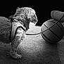 dog, harness, leash, basketball, shoe, sneaker, dirt, outdoor, black_and_white, pet, animal, curious, standing, fur, side_view, playful, ground, shadow, contrast, texture