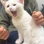 Alya a rejoint le concours — aidez-le/la à gagner de superbes lots ! white_kitten, cat, animal, pet, person, child, hands, clothing, green_sweater, blue_jeans, indoor, lap, cute, feline, yawning, sitting, fur, playful, close_up, domestic_animal