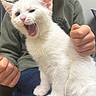 white_kitten, cat, animal, pet, person, child, hands, clothing, green_sweater, blue_jeans, indoor, lap, cute, feline, yawning, sitting, fur, playful, close_up, domestic_animal