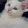 Alya participe au concours pour gagner de l'argent avec cette photo : kitten, cat, white_fur, heterochromia, blue_eye, green_eye, pet, animal, cute, close_up, soft_fur, indoor, resting, young_cat, whiskers, pink_nose, ears, portrait, feline, curious