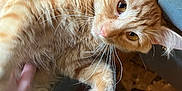 Posideon is registered to the contest to win money with this photo: animal, cat, closeup, cozy, curious, cute, domestic, doorframe, feline, floor, fur, hand, indoor, light, orange_tabby, paw, pet, relaxed, whiskers, window