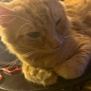 Posideon joined the competition — help win amazing prizes! animal, blurry, cat, close_up, companion, cute, domestic_cat, feline, fur, indoor, mammal, orange_tabby, paws, pet, relaxed, resting, sleepy, soft_lighting, warm_colors, whiskers