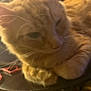 animal, blurry, cat, close_up, companion, cute, domestic_cat, feline, fur, indoor, mammal, orange_tabby, paws, pet, relaxed, resting, sleepy, soft_lighting, warm_colors, whiskers