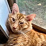animal, cat, close_up, ears, eyes, face, feline, fur, indoor, mammal, natural_light, nose, orange_tabby, pet, relaxed, resting, screen, sleepy, whiskers, window
