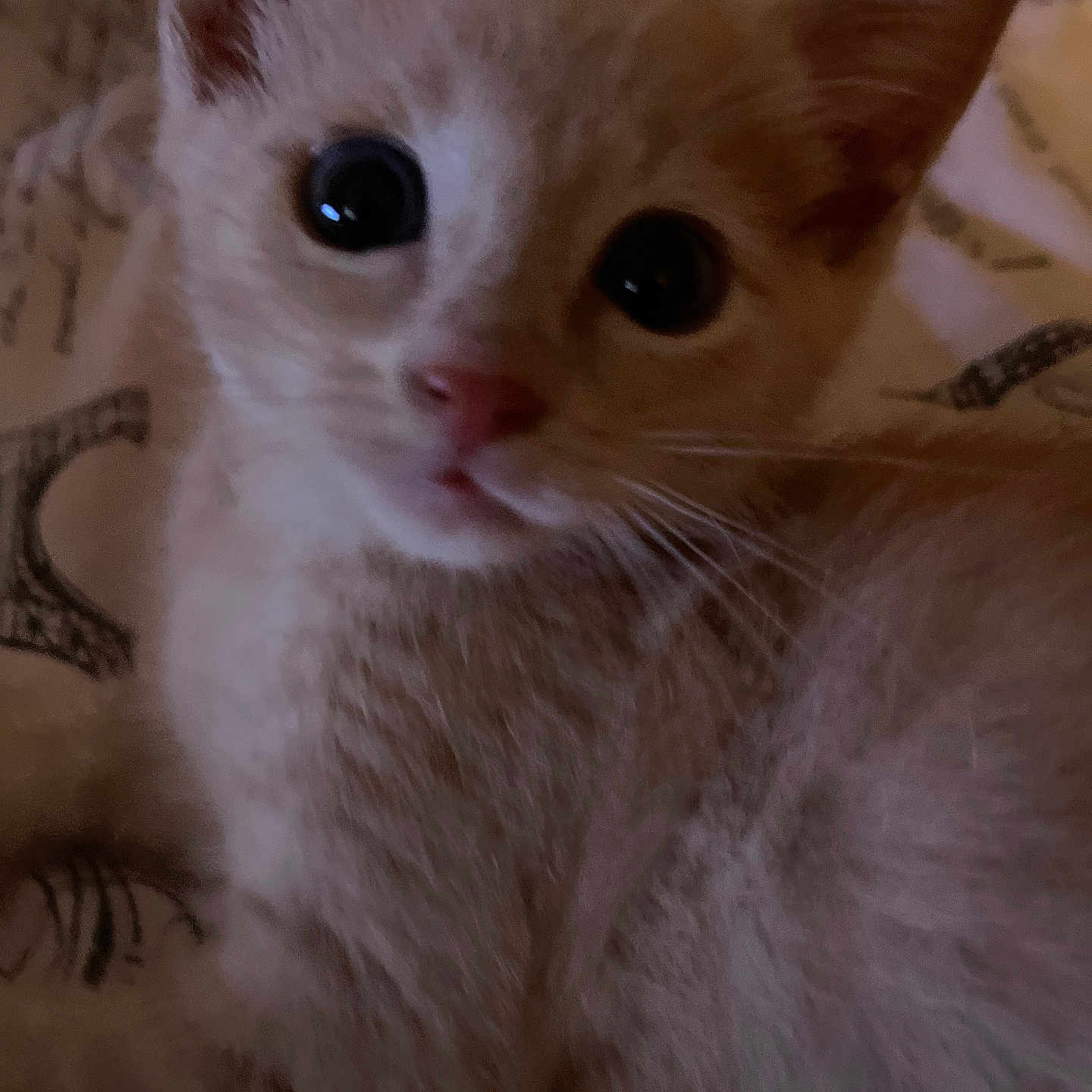 Angel joined the competition — help win amazing prizes! animal, blanket, cat, close_up, curious, cute, domestic_animal, eyes, feline, fur, indoor, kitten, mammal, nose, pet, portrait, resting, soft, whiskers, young