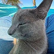 Shade is registered to the contest to win money with this photo: cat, gray_cat, feline, pet, animal, close_up, portrait, whiskers, ears, green_eyes, sleepy, relaxed, short_hair, fur, outdoor, blue_sky, trees, denim, sitting, photography