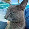 cat, gray_cat, feline, pet, animal, close_up, portrait, whiskers, ears, green_eyes, sleepy, relaxed, short_hair, fur, outdoor, blue_sky, trees, denim, sitting, photography