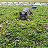 cat, gray_cat, animal, pet, feline, grass, lawn, outdoor, crouching, staring, ears, whiskers, greenery, leaves, fallen_leaves, tombstones, cemetery, urban_background, daylight, photography