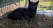 Shade joined the competition — help win amazing prizes! animal, barn, black_cat, blue_sky, cat, countryside, enclosure, feline, grass, green_eyes, hay, lying_down, nature, outdoor, pet, portrait, straw, sunlight, trees, wire_cage