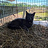 black_cat, cat, animal, pet, feline, green_eyes, straw, hay, wire_cage, enclosure, barn, outdoor, countryside, nature, blue_sky, trees, grass, sunlight, lying_down, portrait