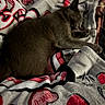 cat, gray_cat, sleeping, sleepy, curled_up, pet, animal, feline, whiskers, ears, paws, fur, blanket, heart_pattern, bed, cozy, indoors, resting, portrait, low_light