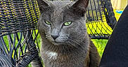 Shade is registered to the contest to win money with this photo: cat, gray_cat, pet, animal, feline, portrait, closeup, outdoor, sunlight, wicker_chair, chair, backyard, garden, greenery, house, ears, whiskers, green_eyes, sitting, fur