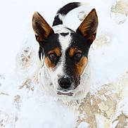 Leia joined the competition — help win amazing prizes! dog, snow, winter, outdoor, animal, pet, portrait, close_up, face, eyes, ears, black_and_white, tan markings, snowy_nose, paw_prints, looking_at_camera, alert, centered, white_background, nature