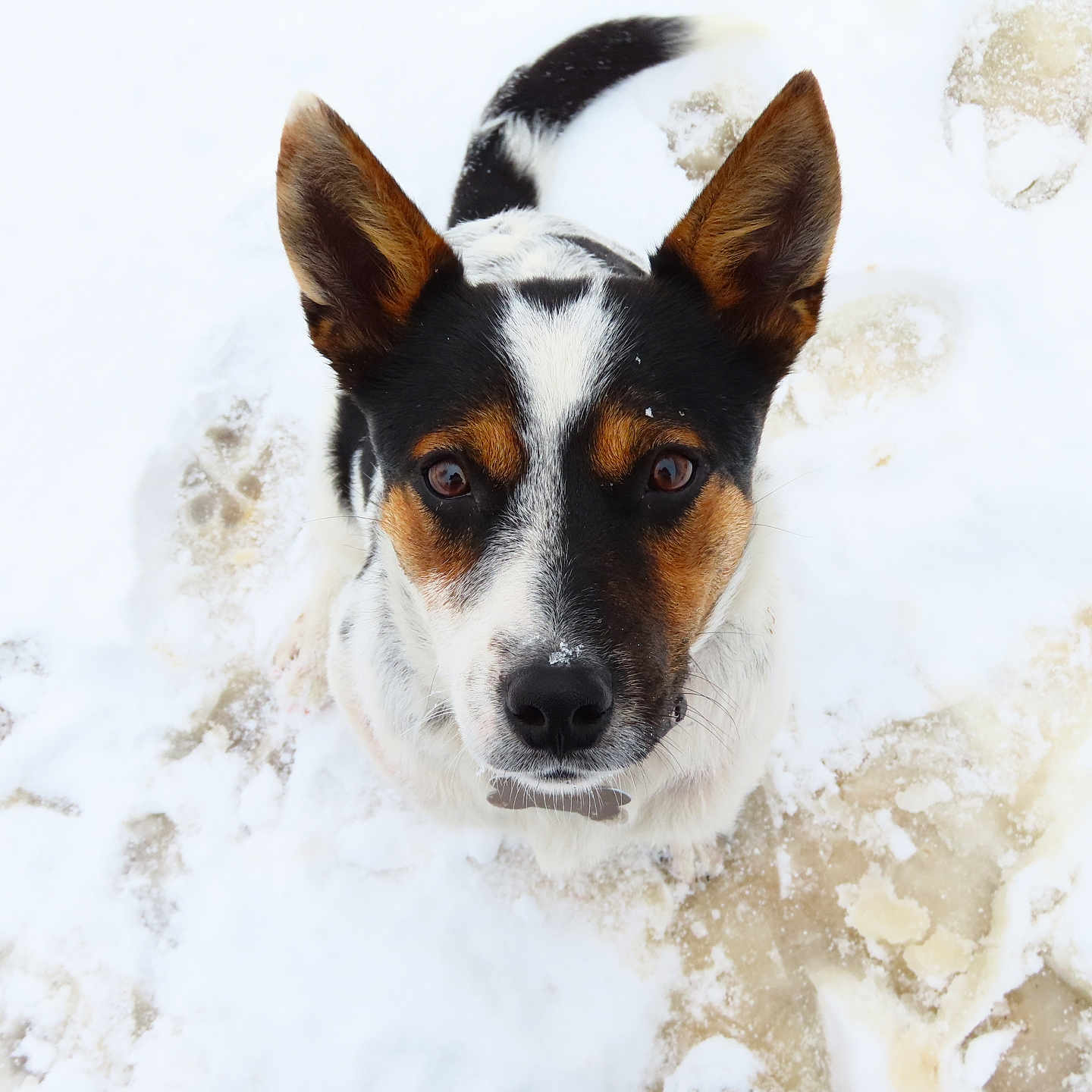 Leia joined the competition — help win amazing prizes! dog, snow, winter, outdoor, animal, pet, portrait, close_up, face, eyes, ears, black_and_white, tan markings, snowy_nose, paw_prints, looking_at_camera, alert, centered, white_background, nature