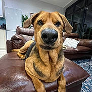 Max is registered to the contest to win money with this photo: dog, pet, brown_leather, ottoman, living_room, couch, refrigerator, plant, window, floor_rug, interior, furniture, canine, nose, close_up, indoor, animal, mammal, paw, ears